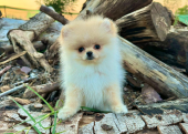 Pomeranian Teddy Face